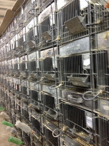 chinchilla breeding cages